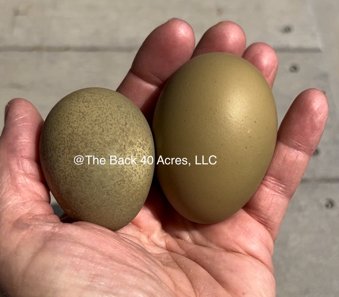 Olive Egger Chicks