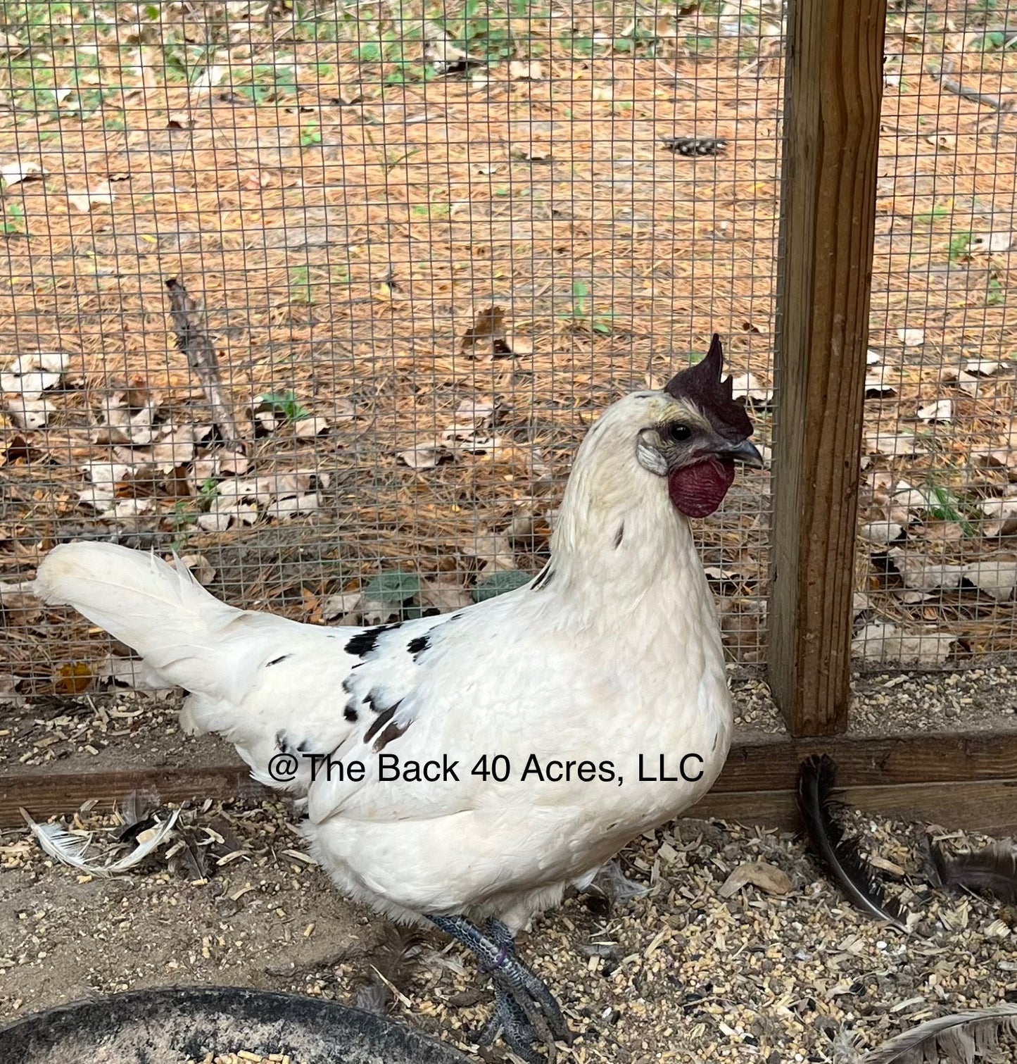 Fibro Project Hatching Eggs
