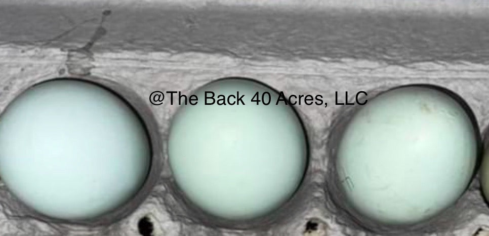 Cream Legbar Hatching Eggs