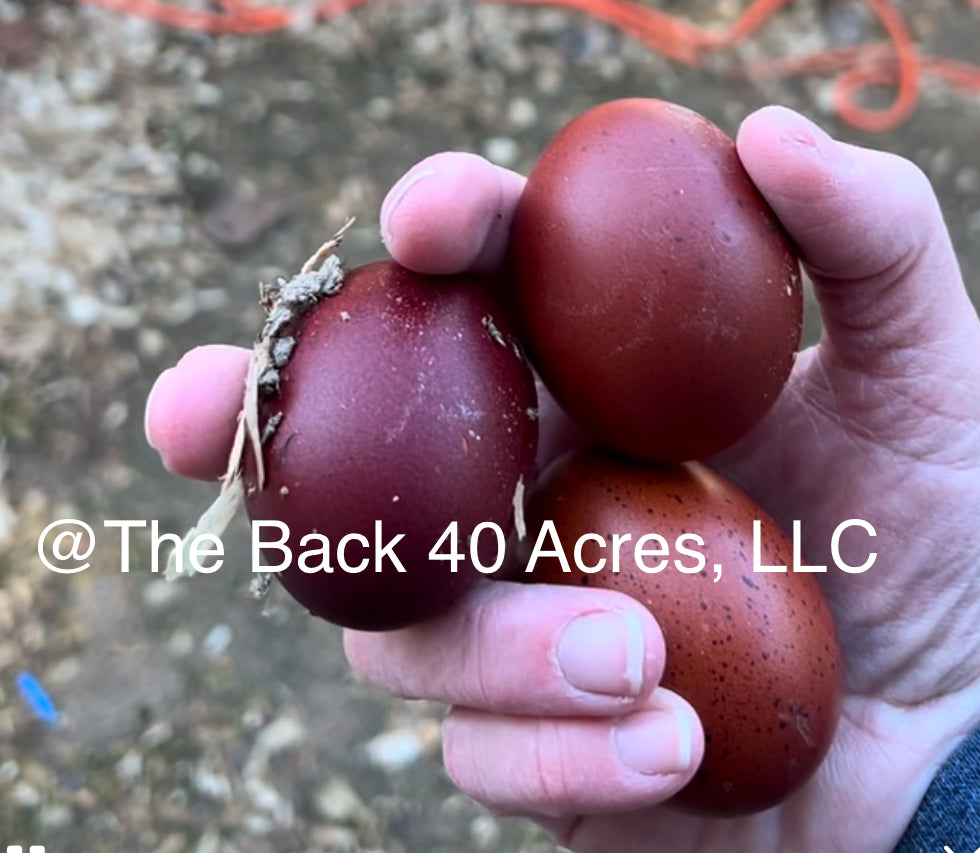 Black Copper Marans Hatching Eggs