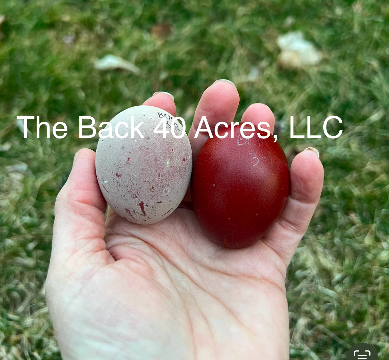 Black Copper Marans Hatching Eggs