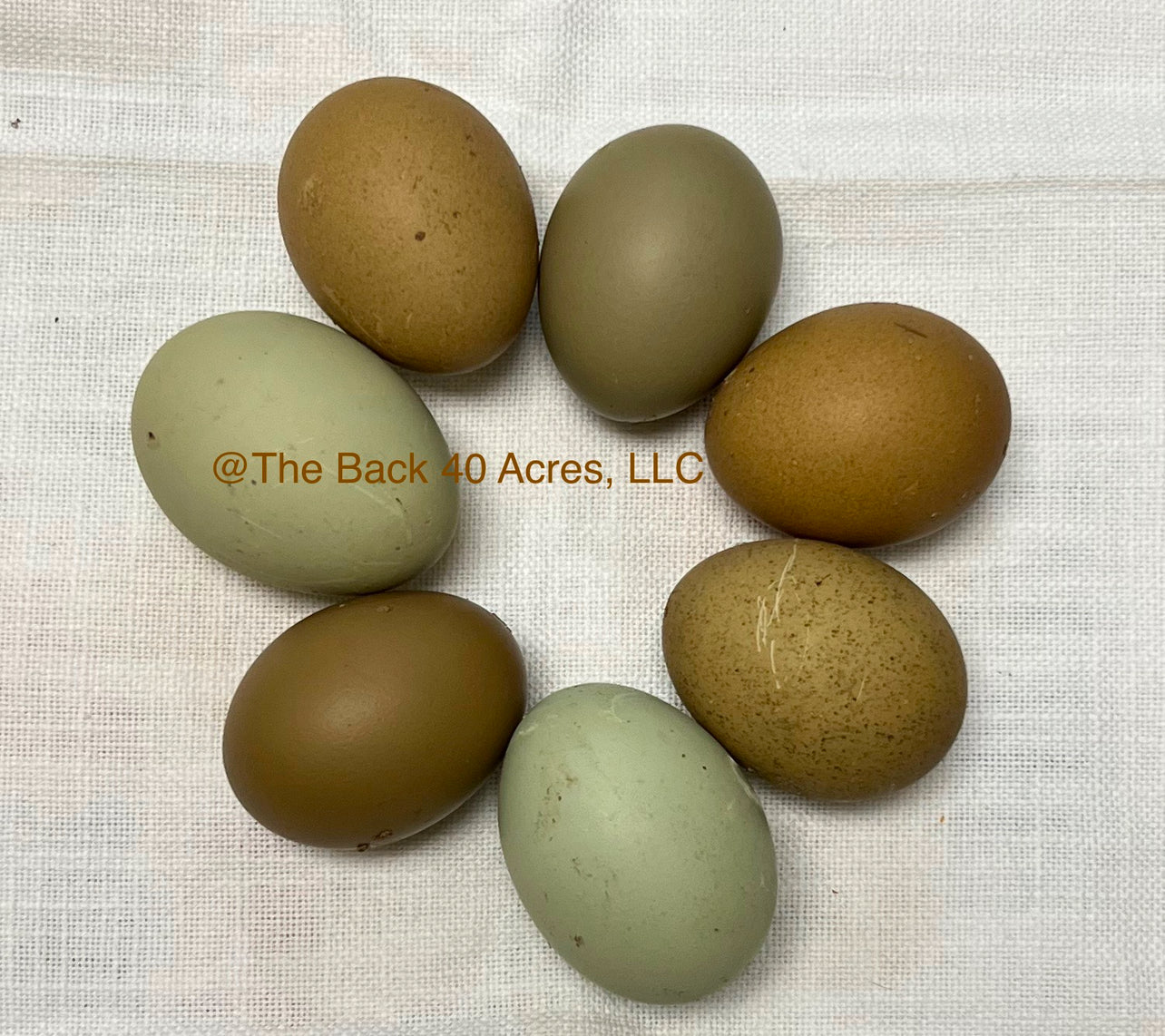Olive Hatching Eggs