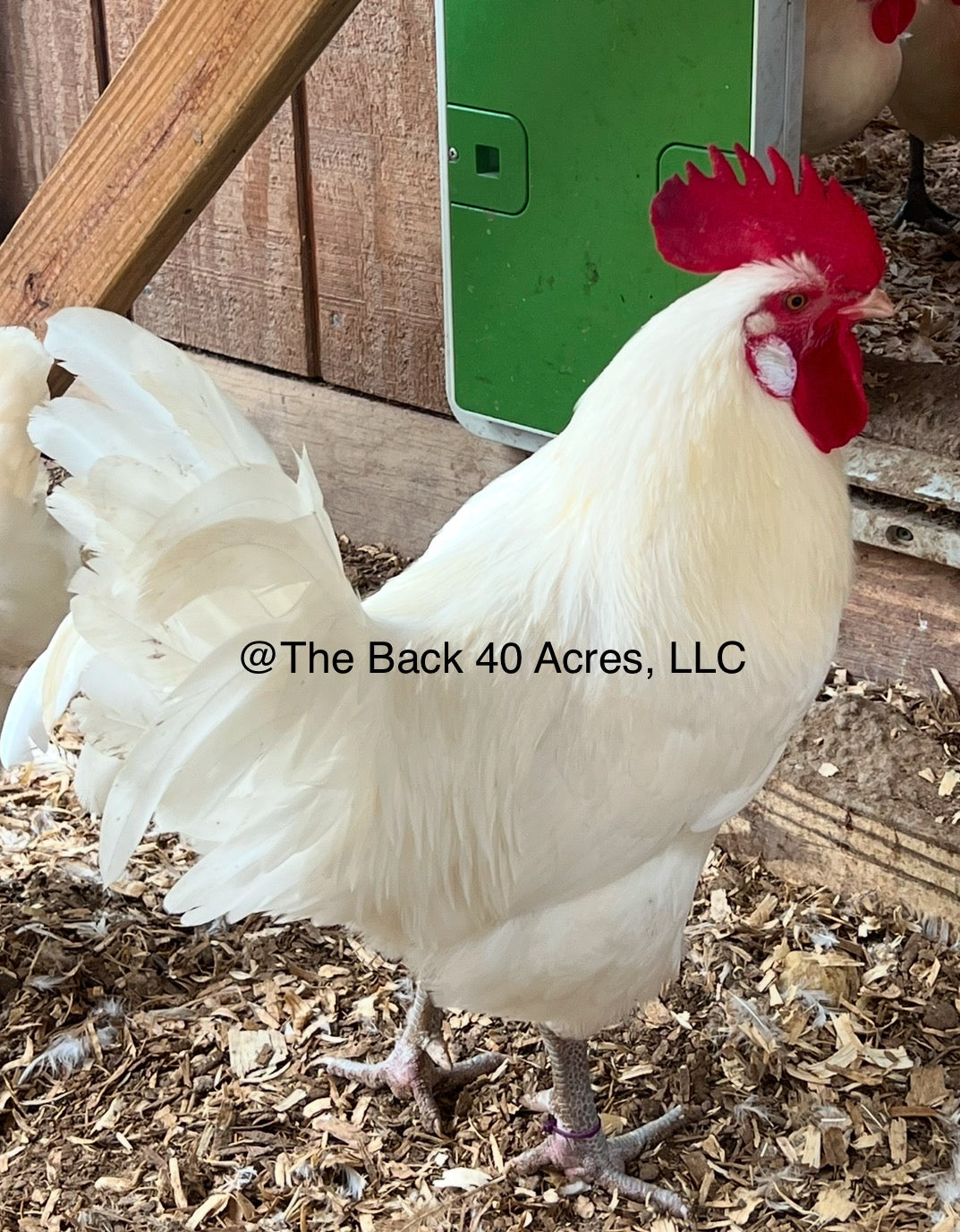 American Breese Hatching Eggs