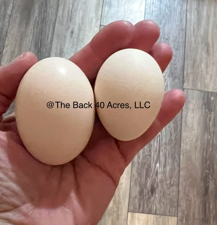 American Breese Hatching Eggs