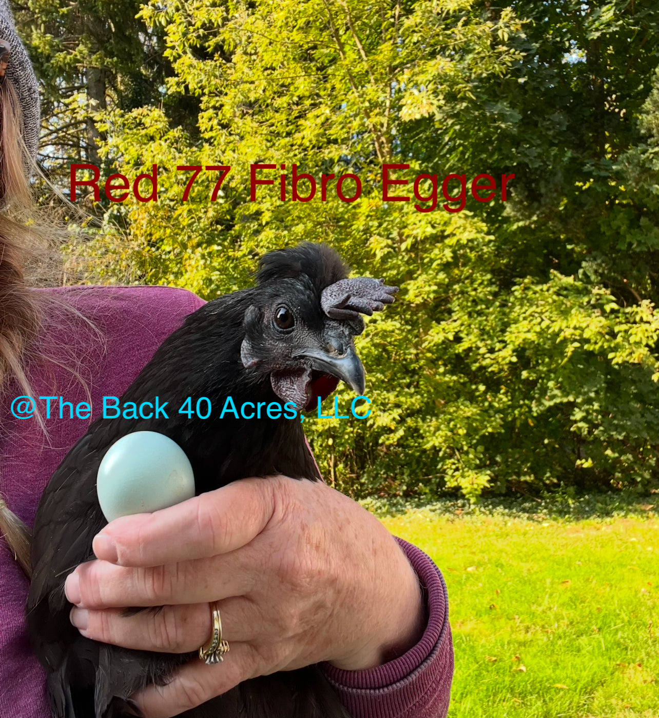 Fibro Project Hatching Eggs