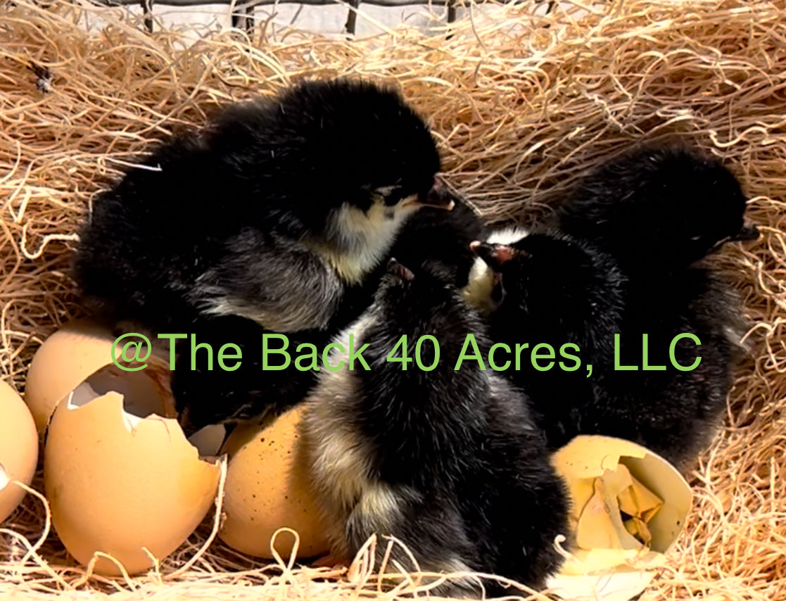 Olive Egger Chicks