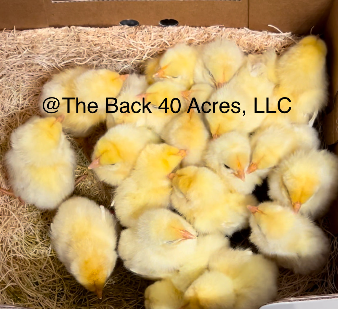 American Breese Chicks