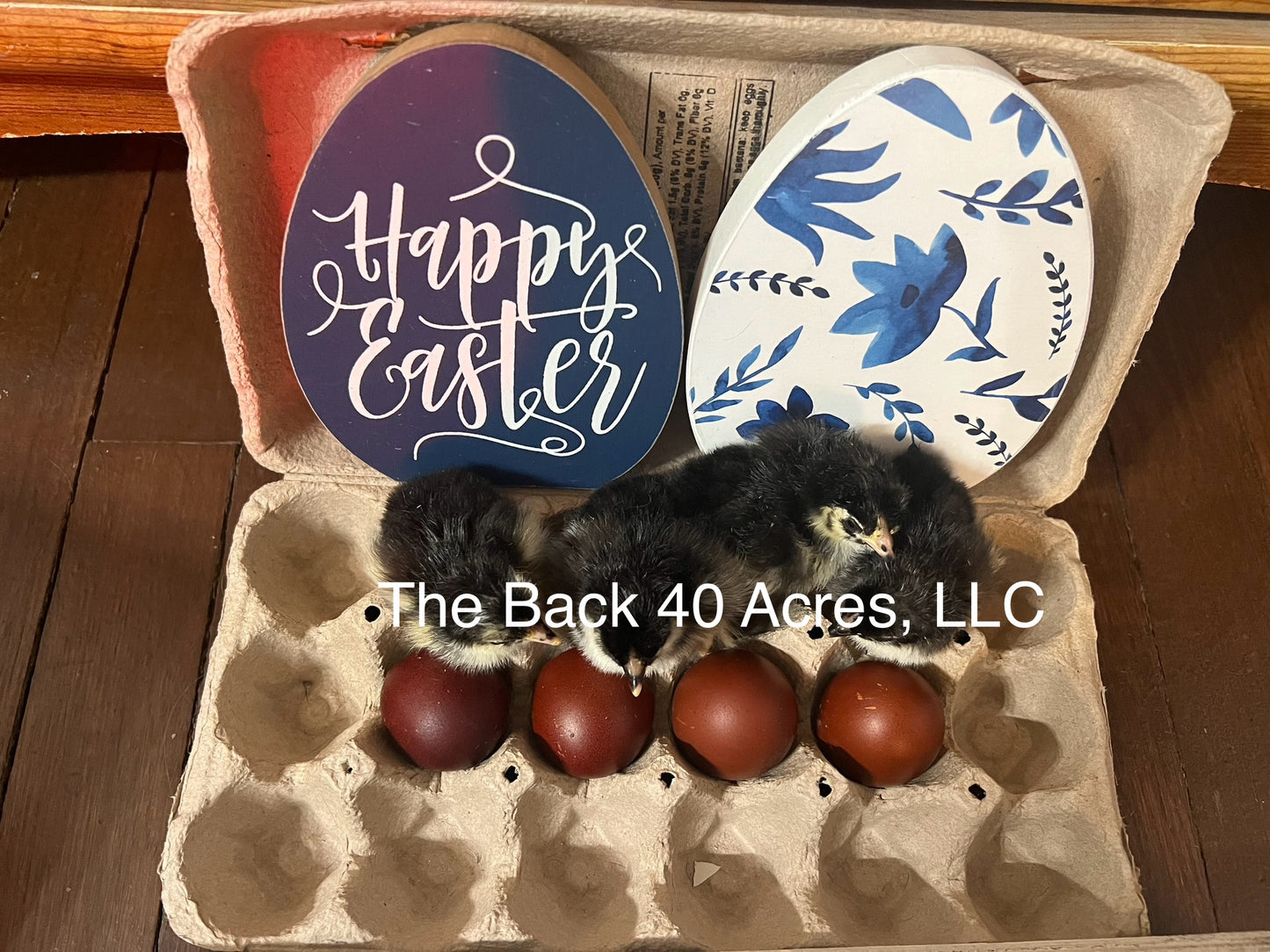 Black Copper Marans Hatching Eggs