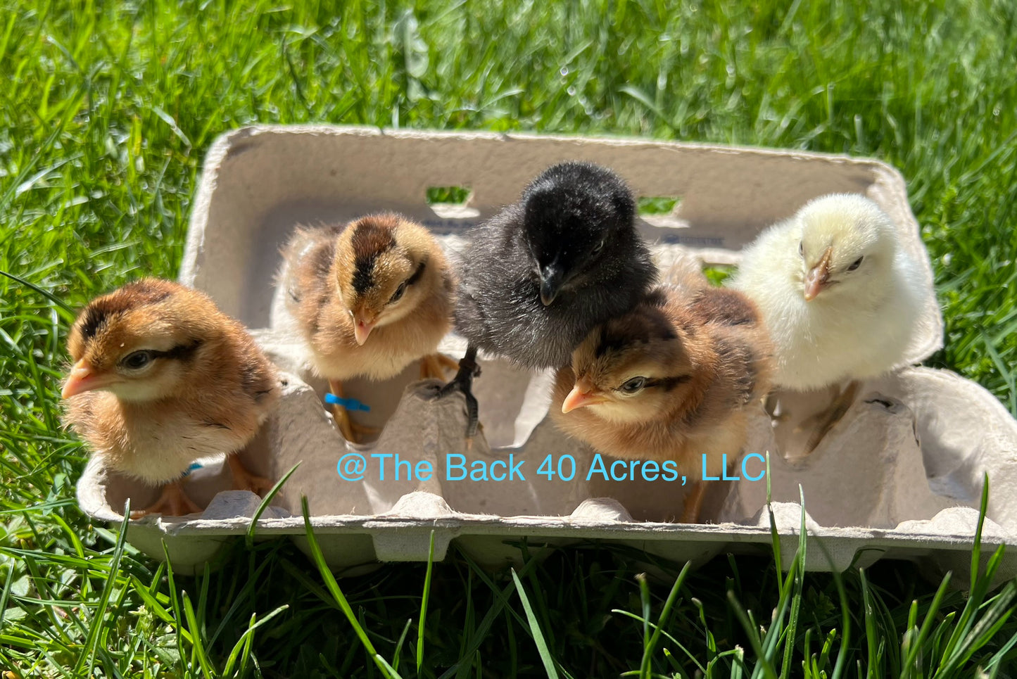 Rainbow Layer Chicks Bundle