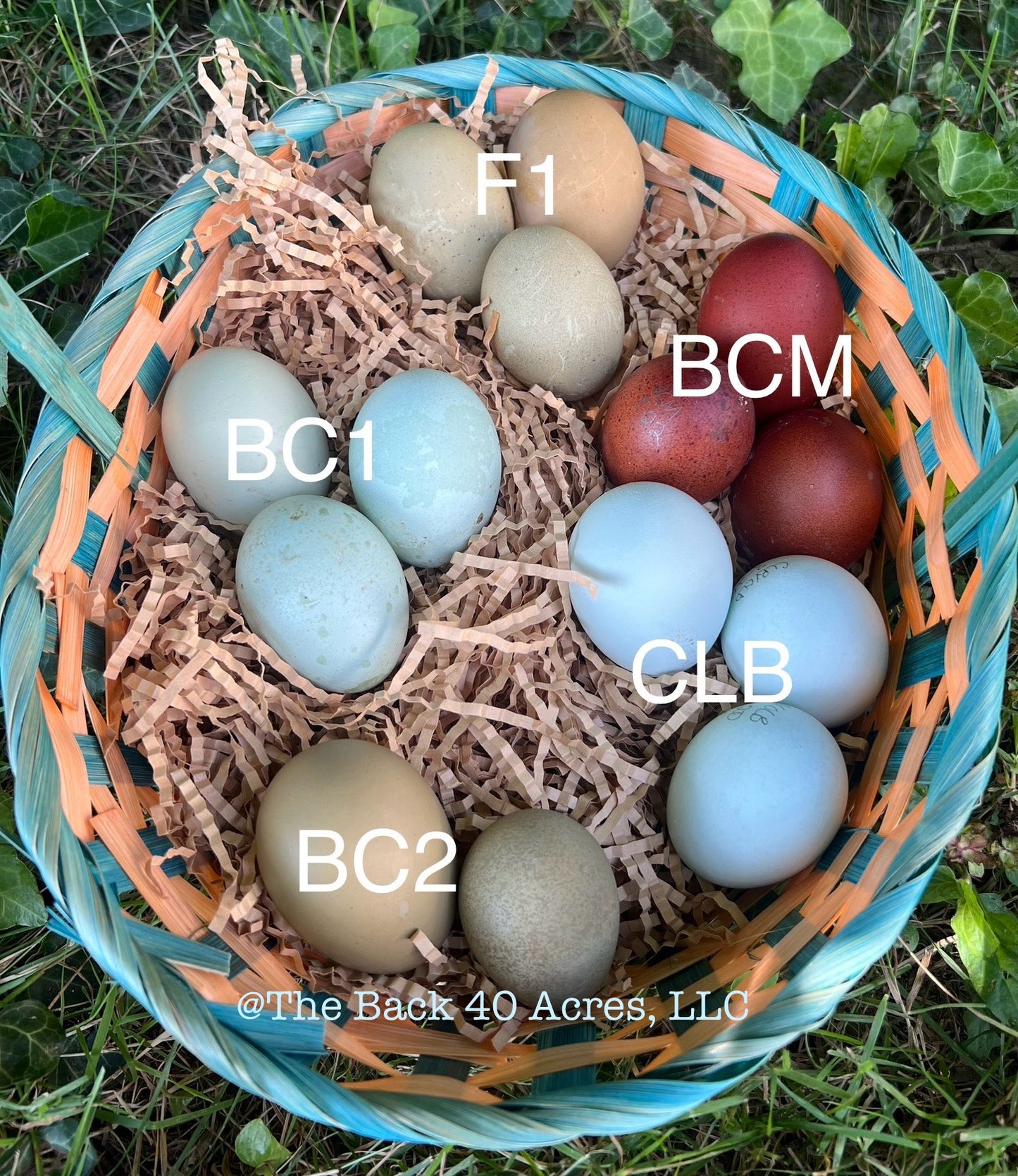 Rainbow Layer Hatching Eggs