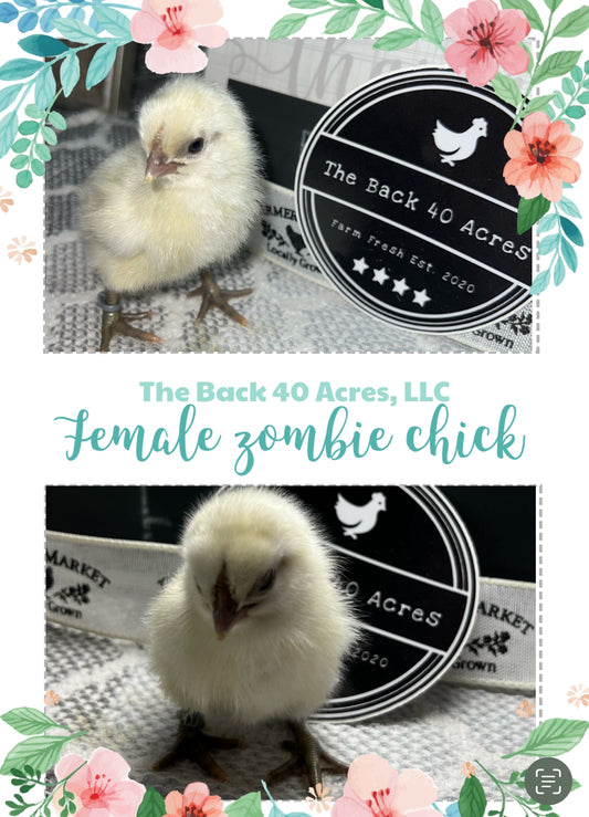 Zombie Chicks