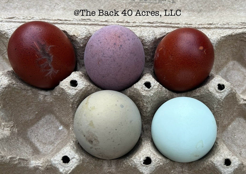 Rainbow Layer Hatching Eggs