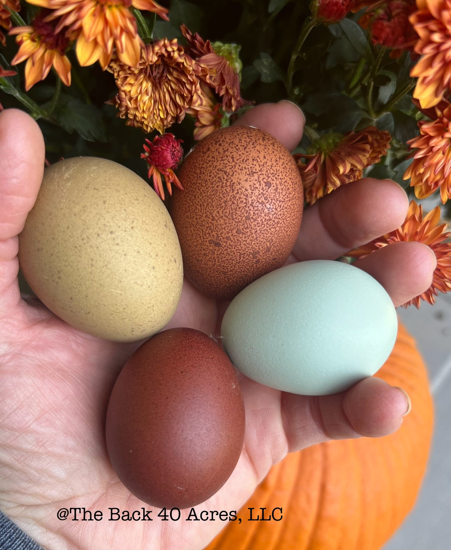 Rainbow Layer Hatching Eggs