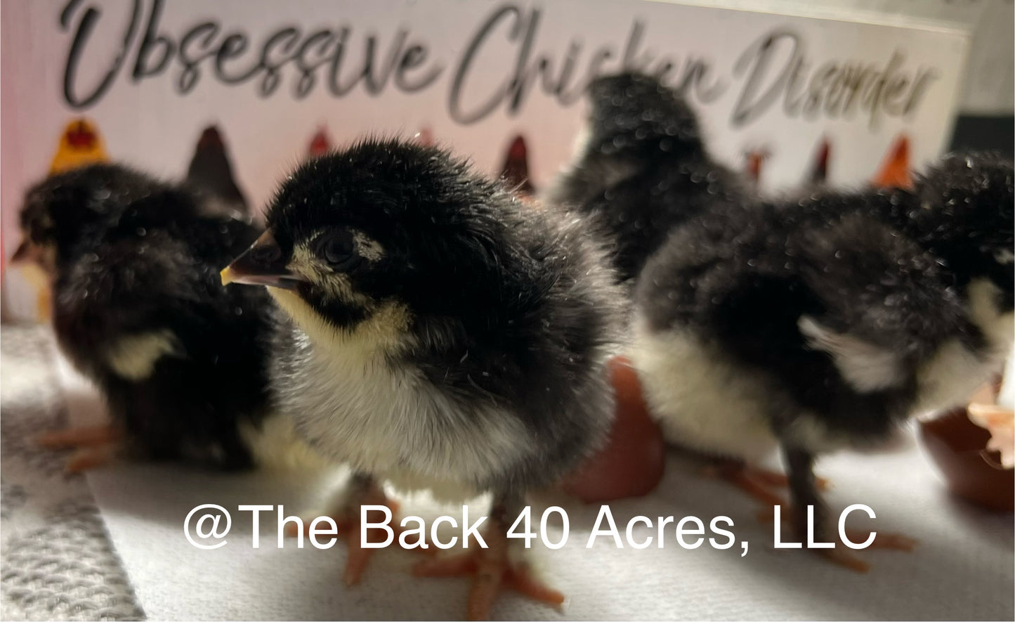 Black Copper Marans Chicks