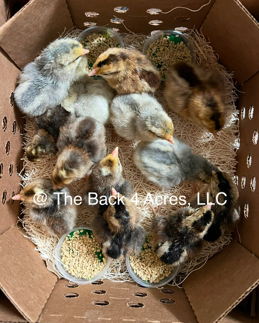 Cream Split/Opal Legbar Chicks