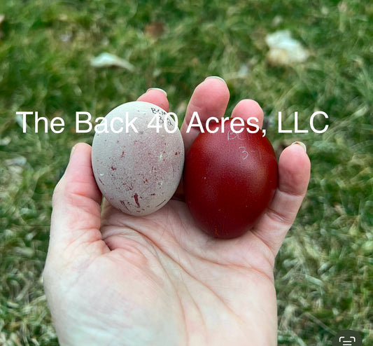 Black Copper Marans Hatching Eggs